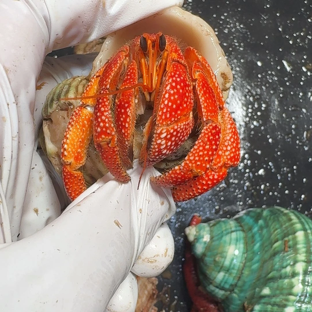 海水谰*啦天啦啦爸爸