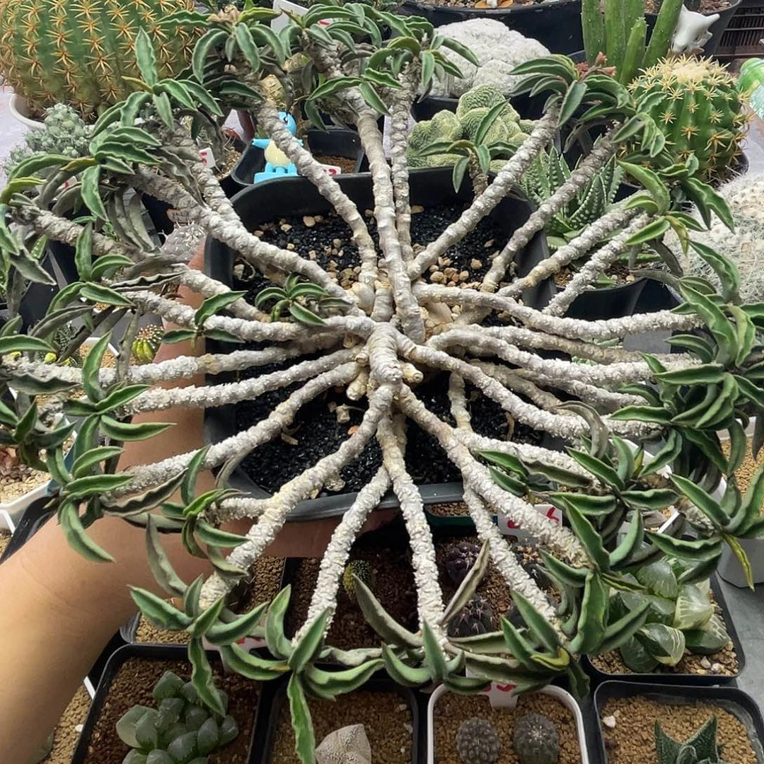 实生老桩花篮皱叶麒麟
