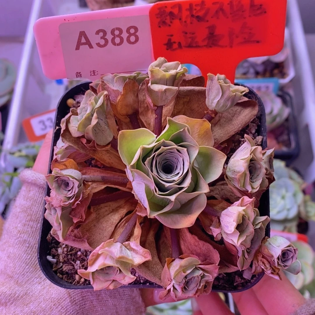 七**）紫芙玫瑰群一物一拍A388