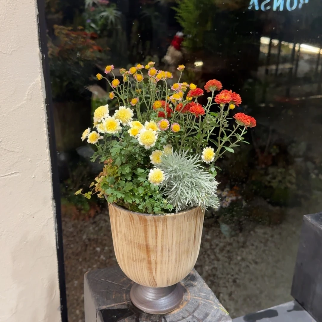 全部花朵山野草手作盆