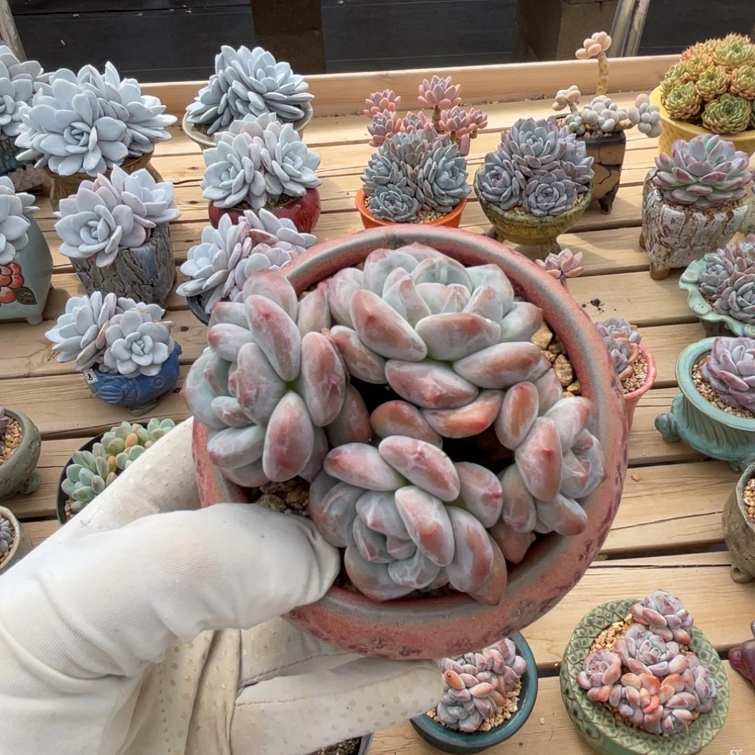 香橙一物一拍不支持退换