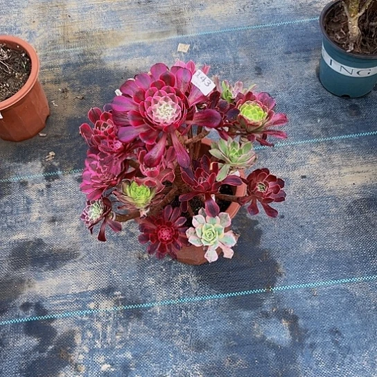 全部花朵施*嫁接法师的方法143