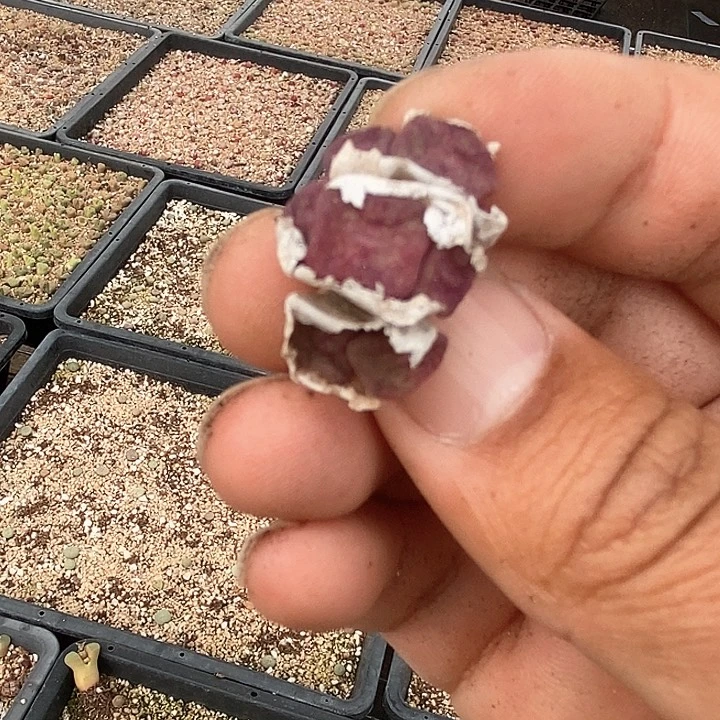 四*11573方碗一颗