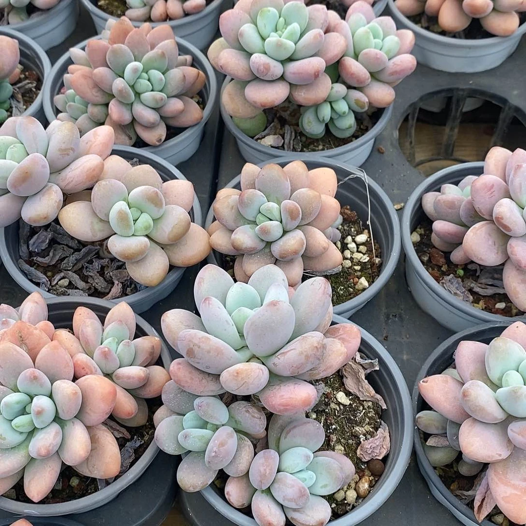 红洛神，福利多多