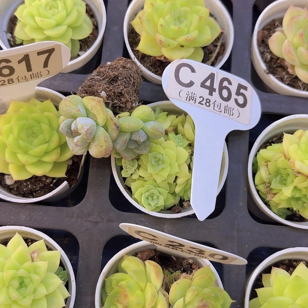 C465冰玉石化一物一拍