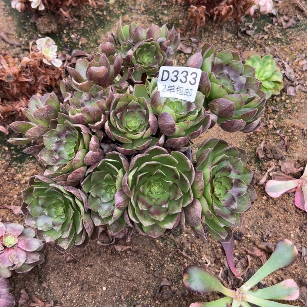 333多肉  黑魔不包断头