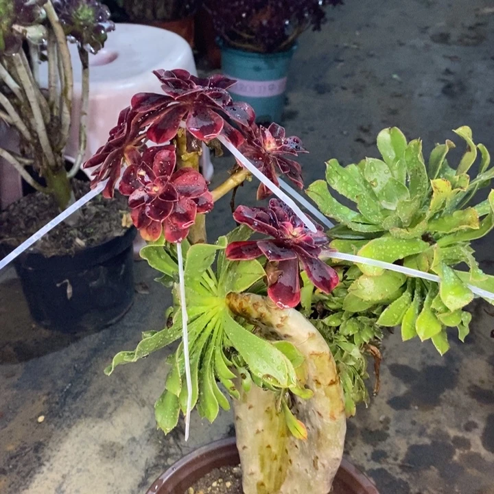 嫁接缀化多肉植物91