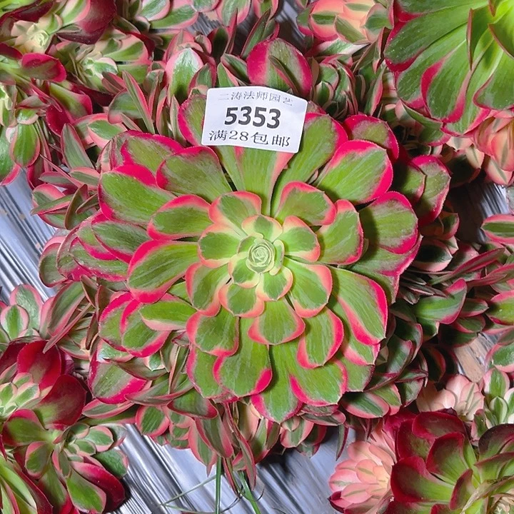 5353粉女郎多肉植物2号