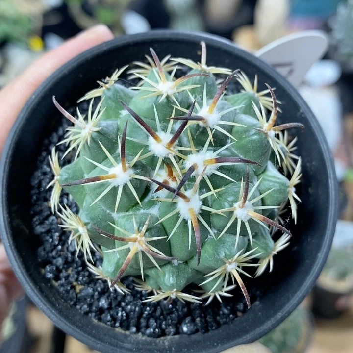 136号实生钢钉5cm