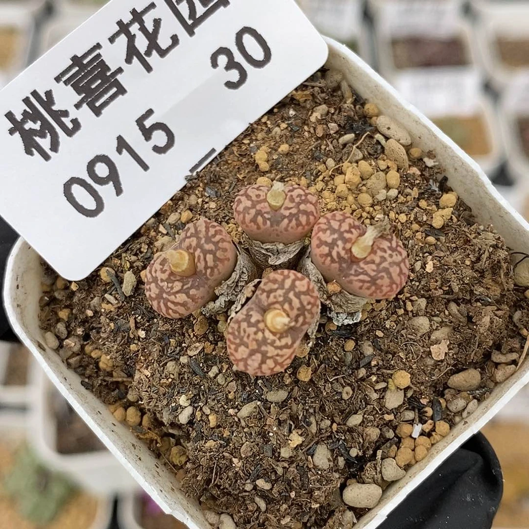 0915-30-鸟下播福利。