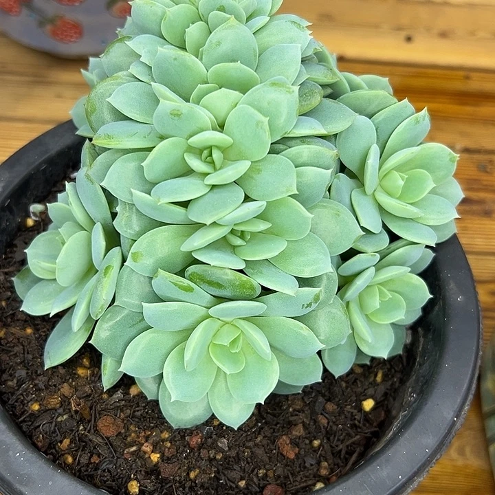 神***月恋曲朵朵缀，一物一拍