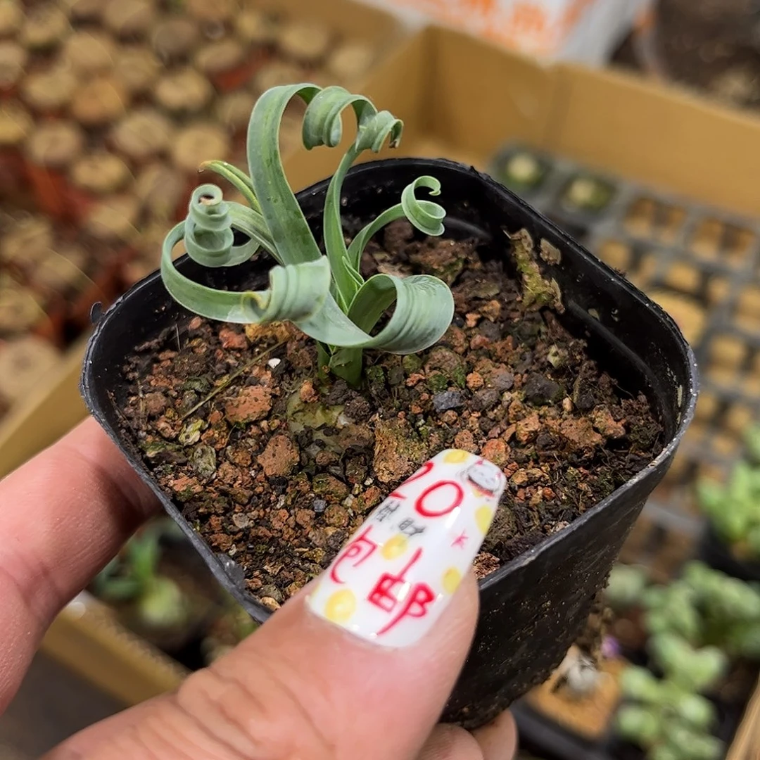 宽叶弹簧草单头发货有根