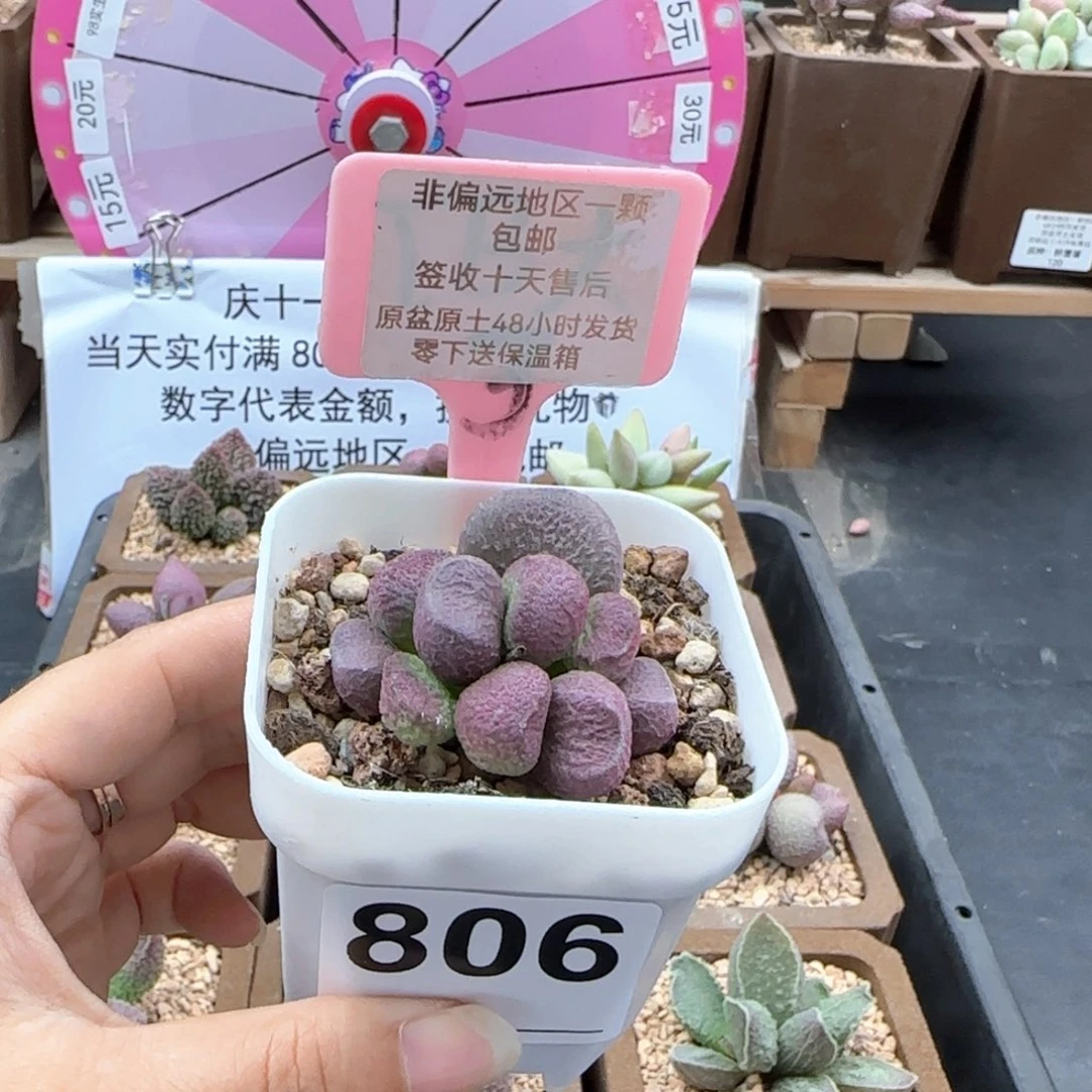 806红烧肉多肉植物