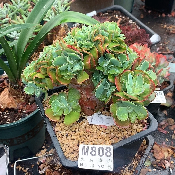 莫妮卡缀化 多肉植物 9.23后发