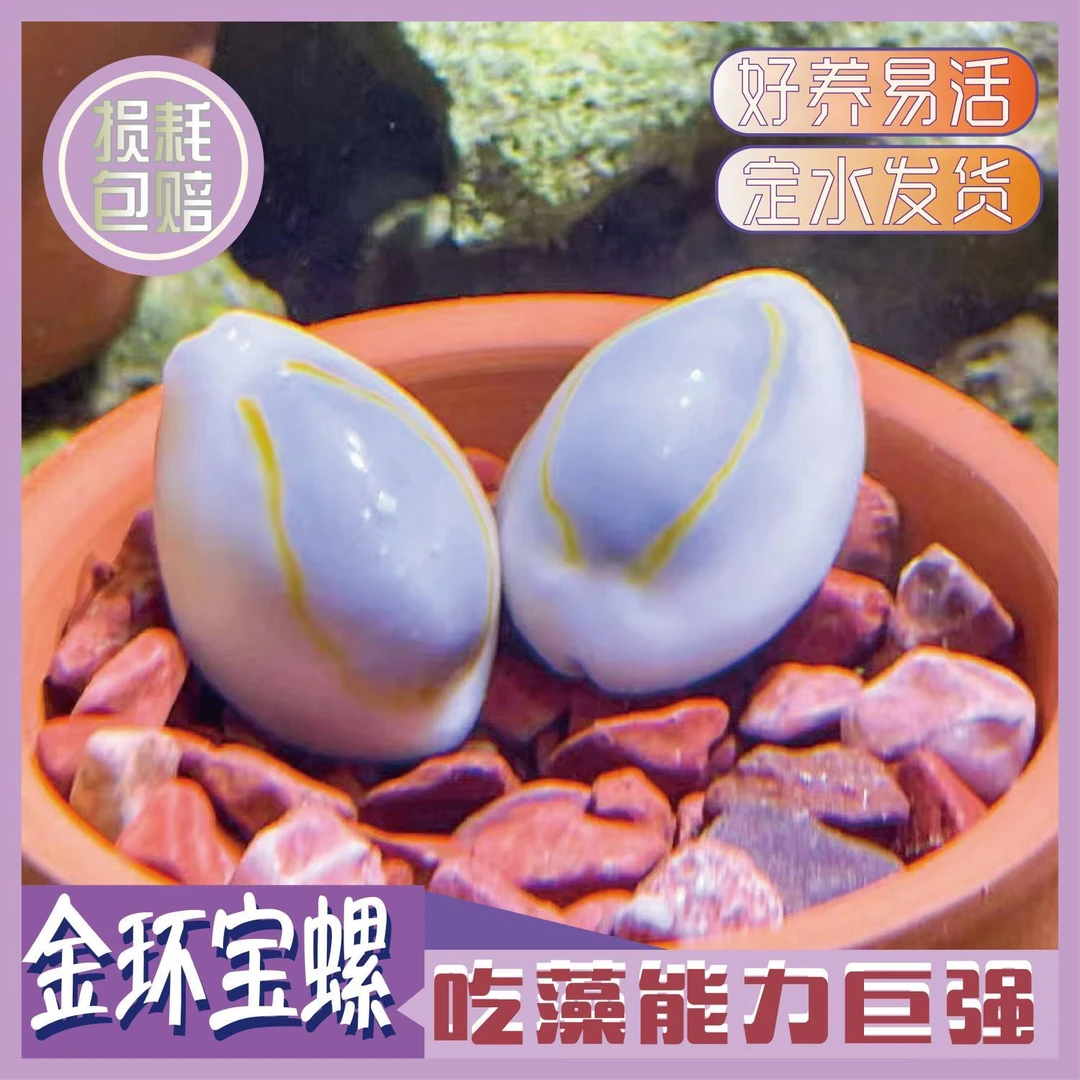 金环宝螺紫底星螺宝贝螺海缸吃藻除绿藻活的观赏螺清洁螺海螺
