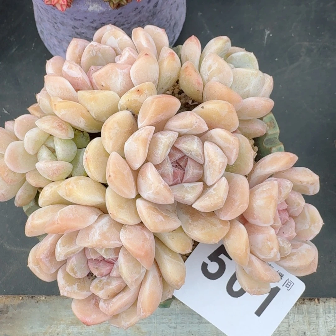 汉堡群生      愿你一路坦途，乘风破浪展宏图