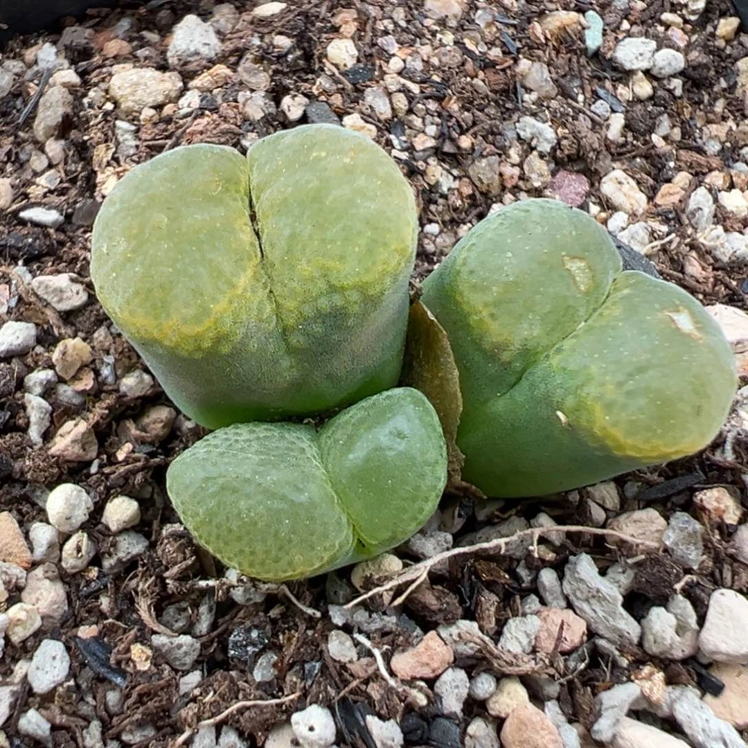 8.13好看的多肉脱土发货036