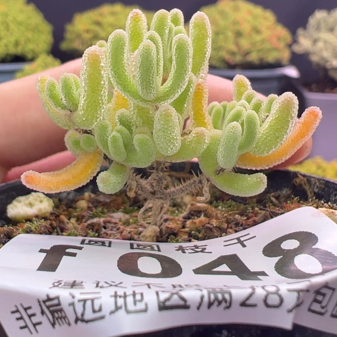 048闪闪一物一拍