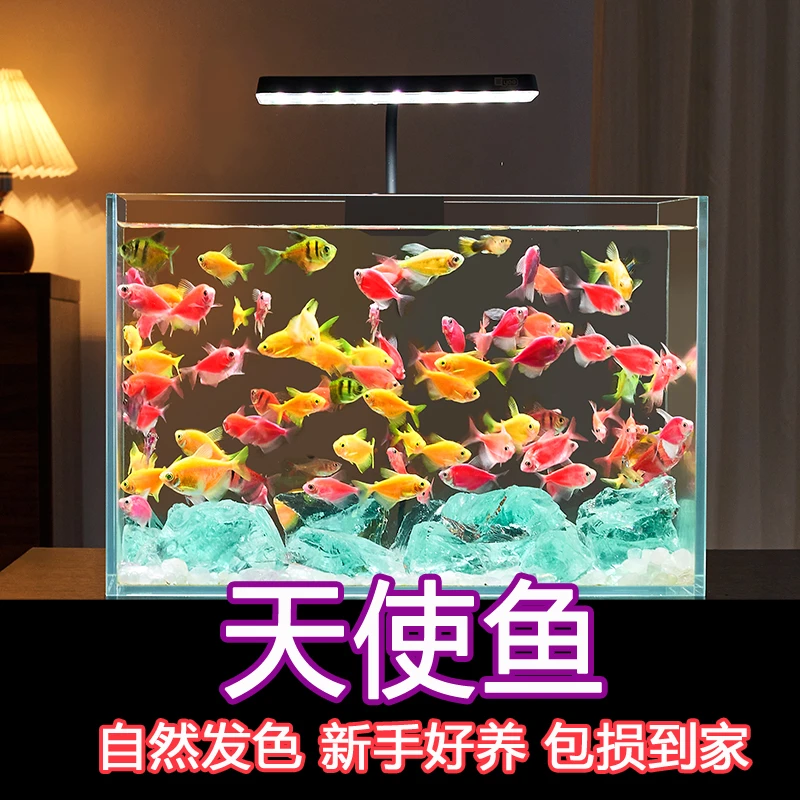 【8条天使鱼】观赏鱼淡水好养耐活热带鱼群游鱼小型多彩天使鱼