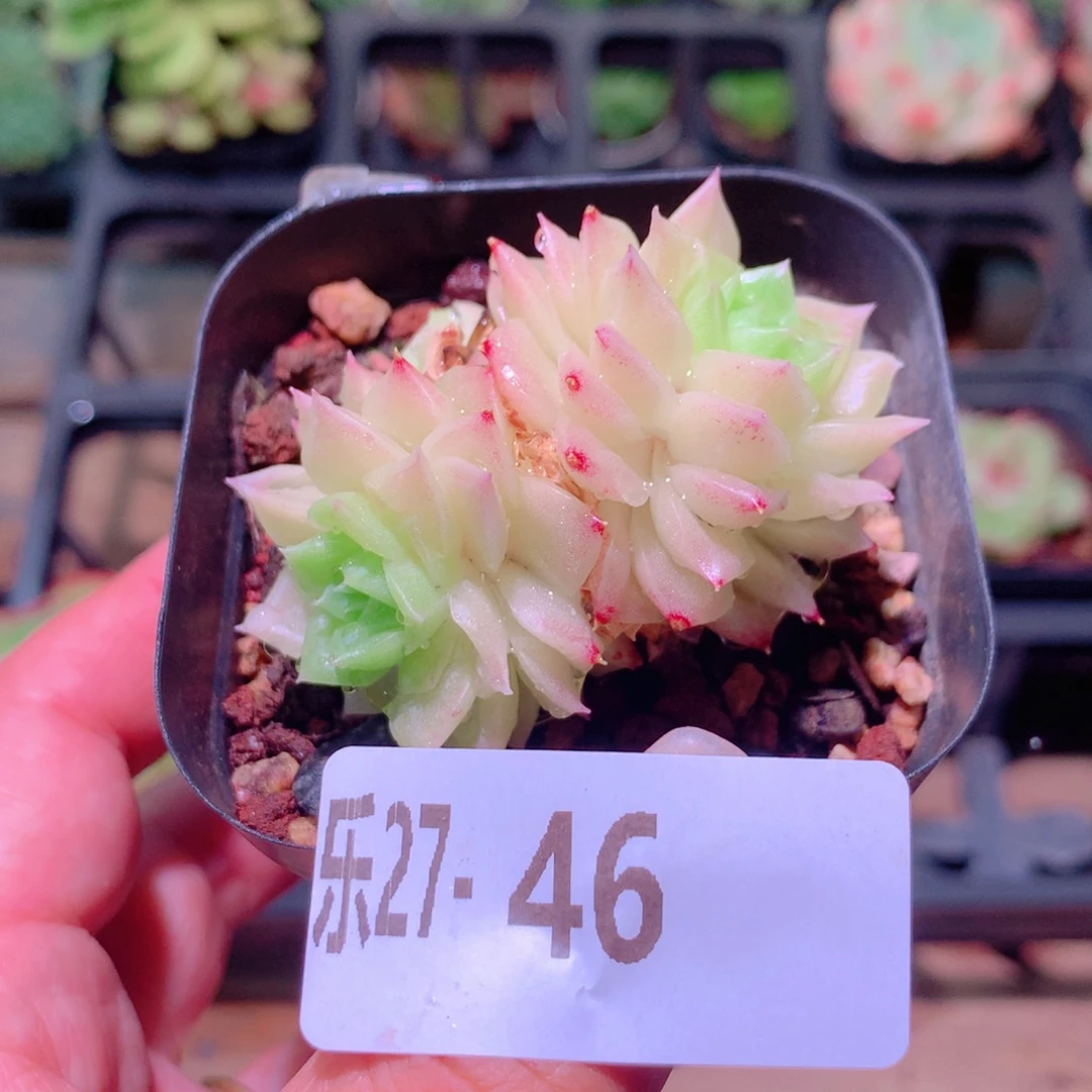 乐然27-46 幻影双头