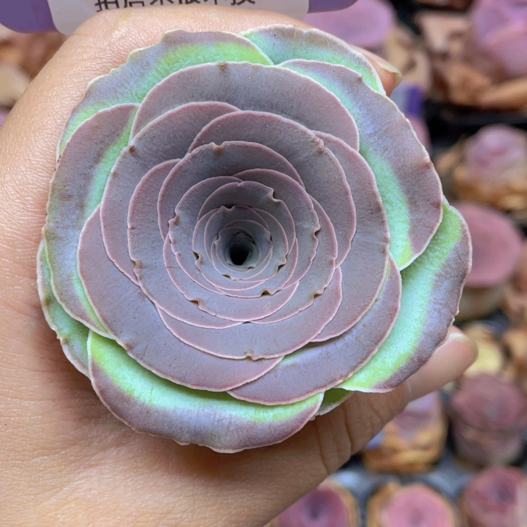 晚****山地玫瑰J835满38包邮裸根发货