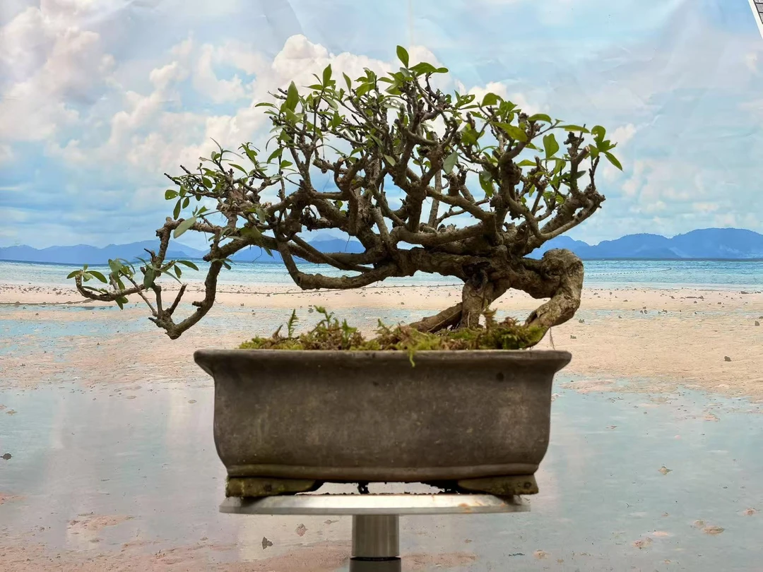 盆栽直播间专用一物一拍