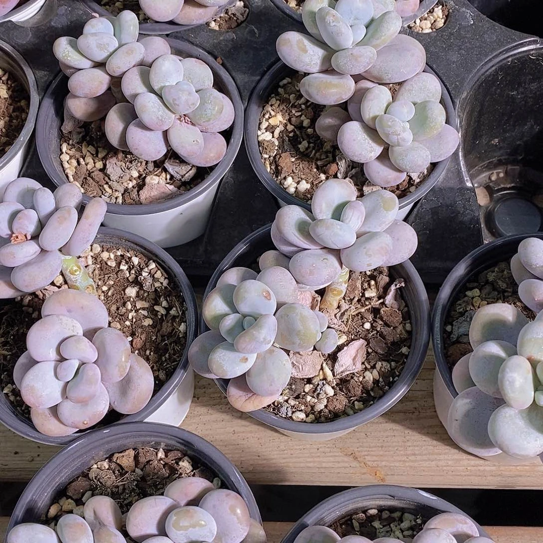 0511-奶酪双头福利一颗量拍