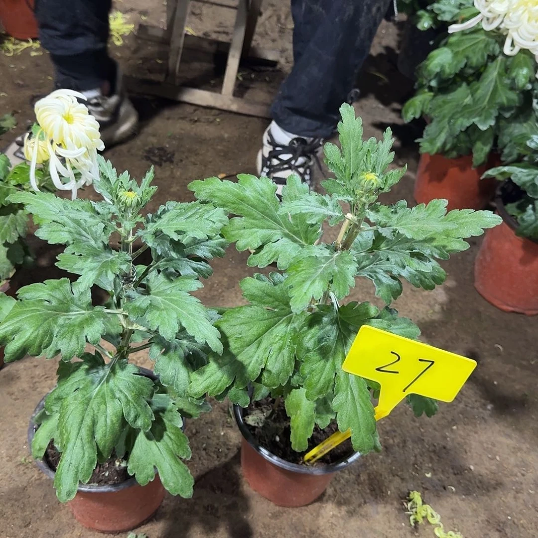 不***元当前无花栽培后可以开花27