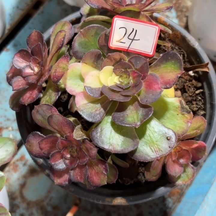 华***廖024特价单头无售后