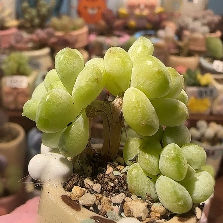 T小树阳光玫瑰盆口2.5cm