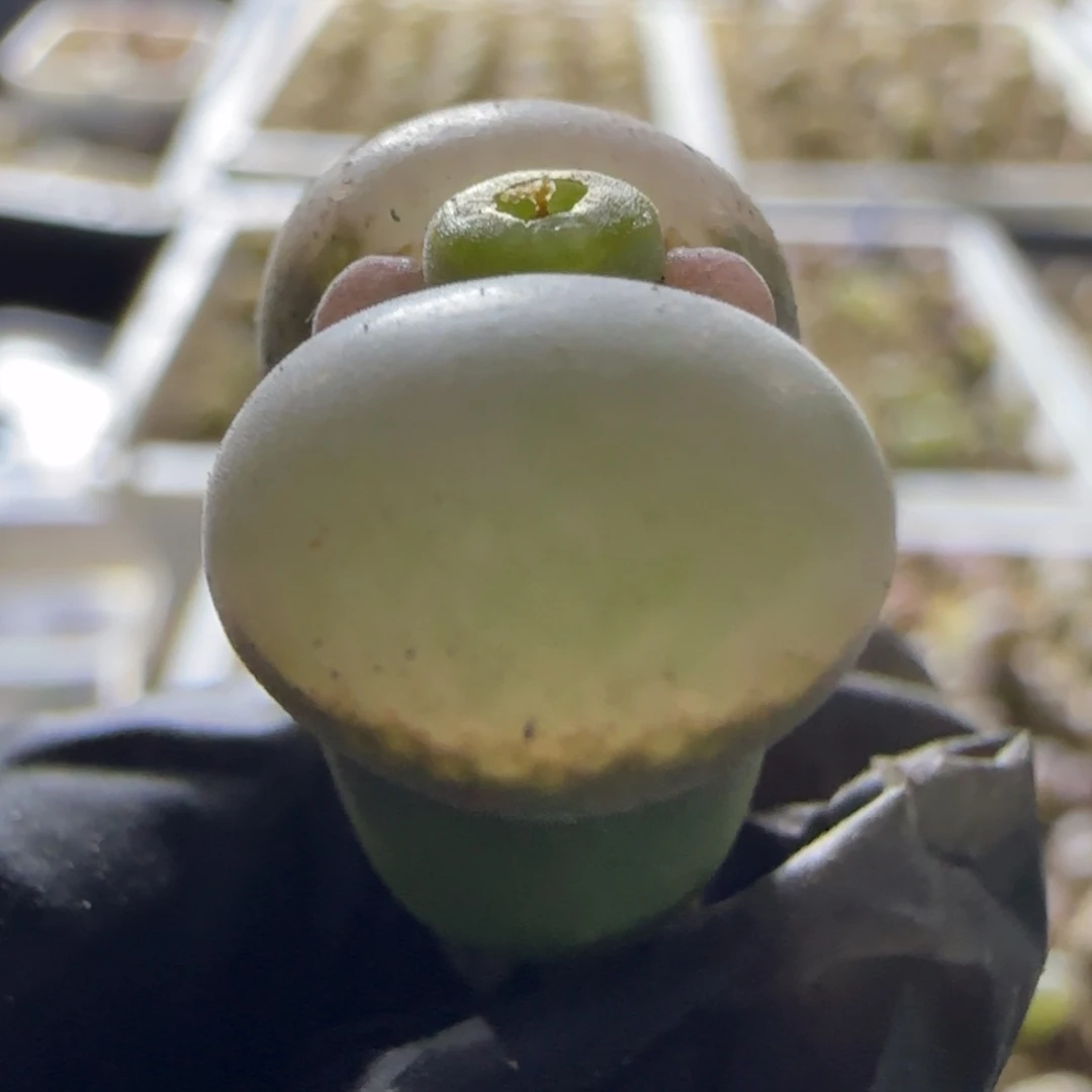 01 x 鱼尾。         39