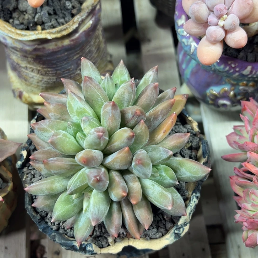 重楼群生多肉植物
