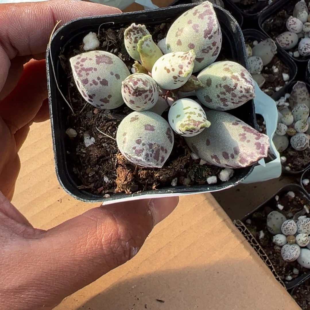 113号海豹水泡一物一拍满18包邮