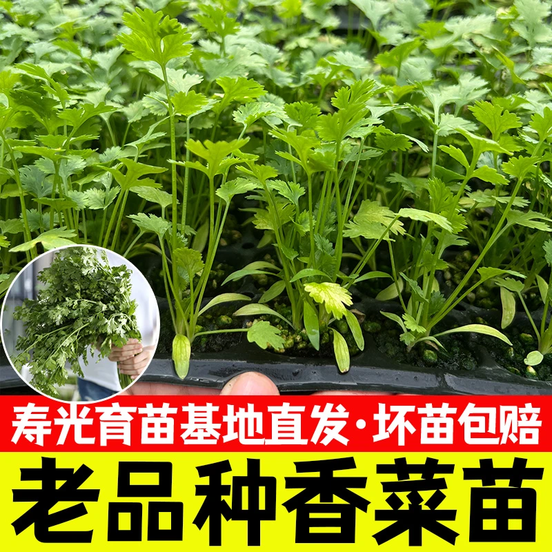 高产地道浓香山东老香菜秧苗种子四季阳台盆栽蔬菜大叶小叶芫荽苗