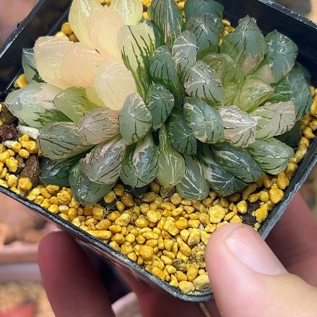 龙爪锦十二卷多肉植物