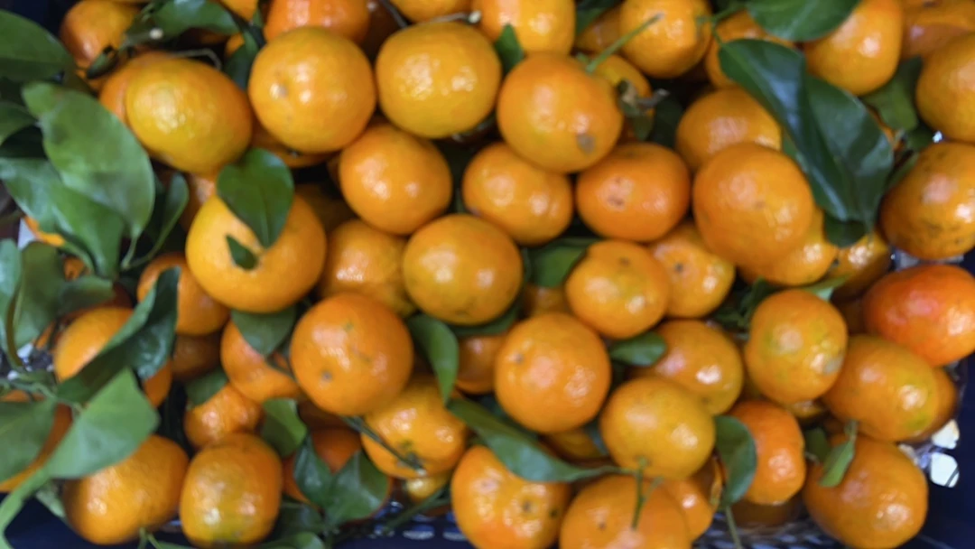 芳华正版砂糖橘一盒