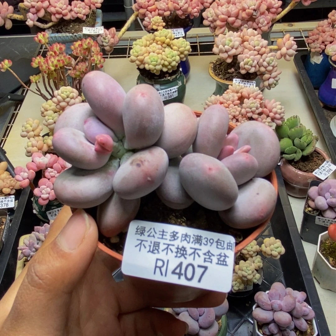 407大叶奶多肉7c m