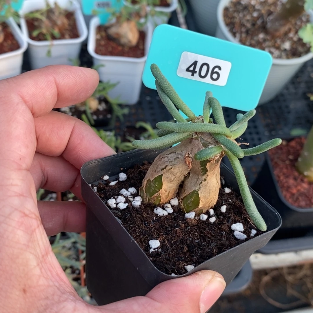 蛋清霜多肉植物一个