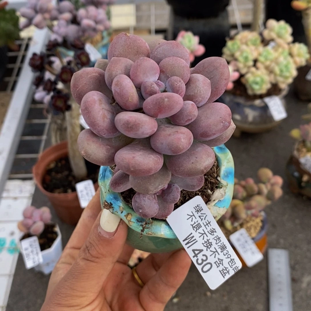 噢****泡月美人430/6cm的肉