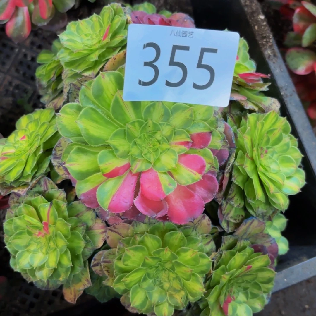 355多肉植物知否特价