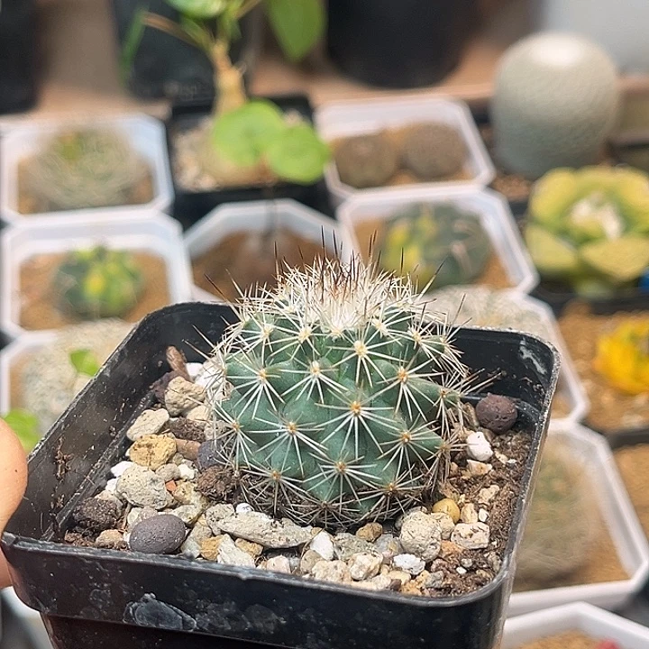 无花朵白琅玉实生球一颗一颗