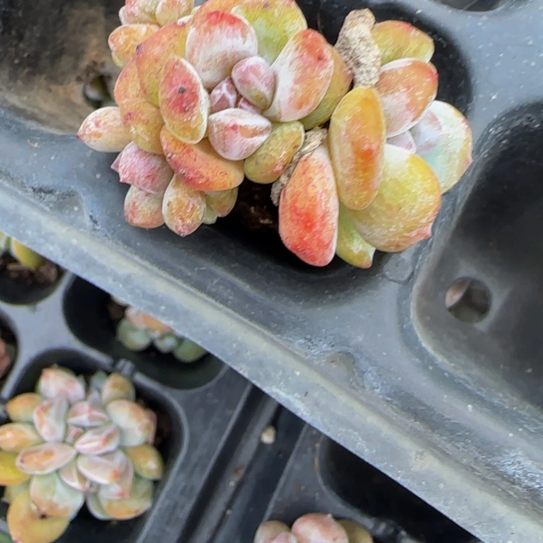 晴***里4头戴飘执黄皮石化特价