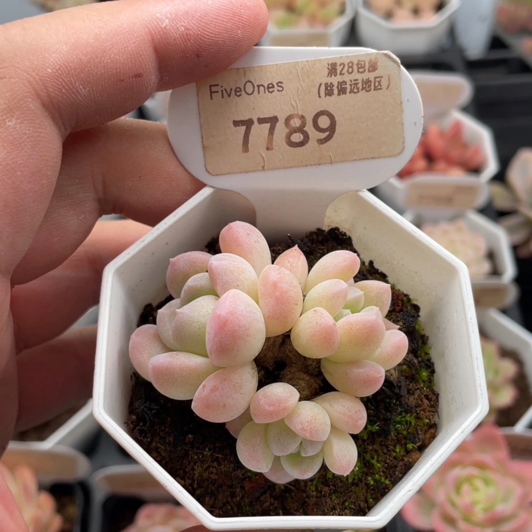 奶糖7789-5.0厘米