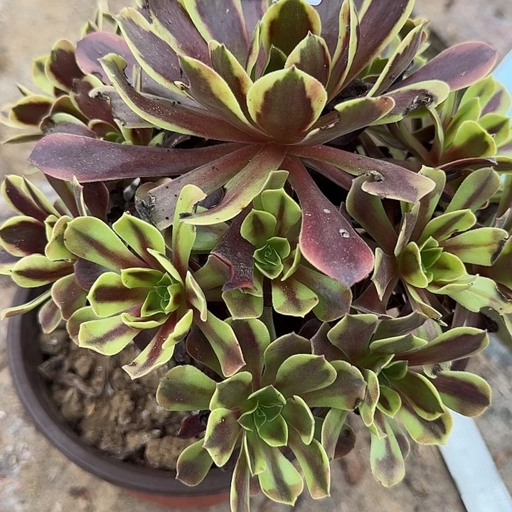 0722欧加利多肉法师