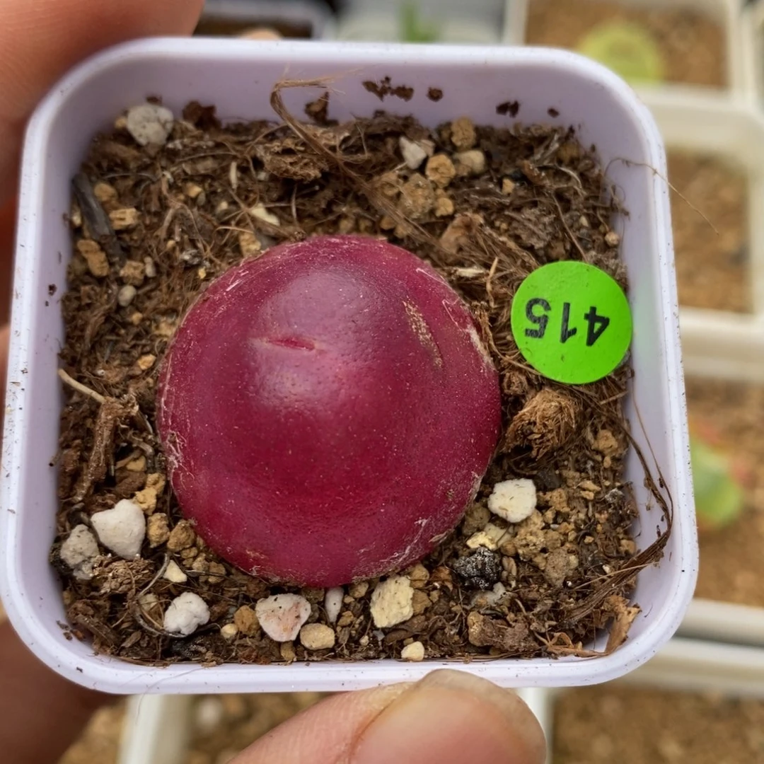 灯泡（小瑕疵）2.7-2.8cm多肉带盆415