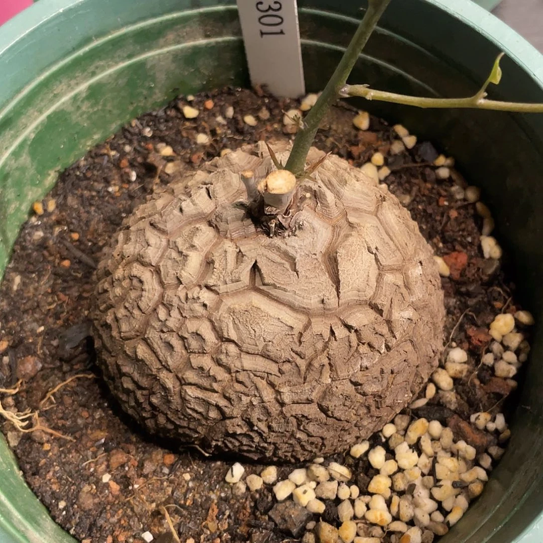 381盆栽龟不退不换