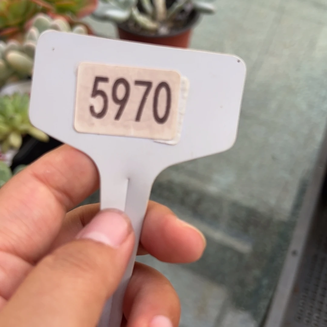 【闪购商品】陶****✨5970。111111111