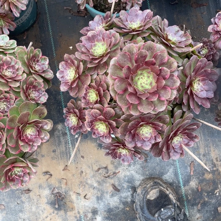 36夏荷多肉多肉植物多肉