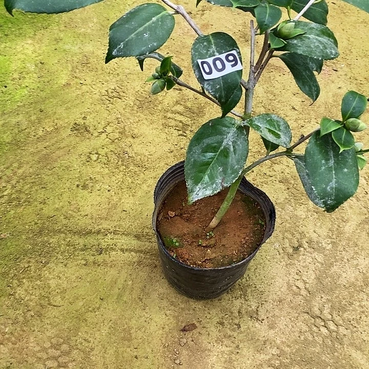 无花朵南蛮红。