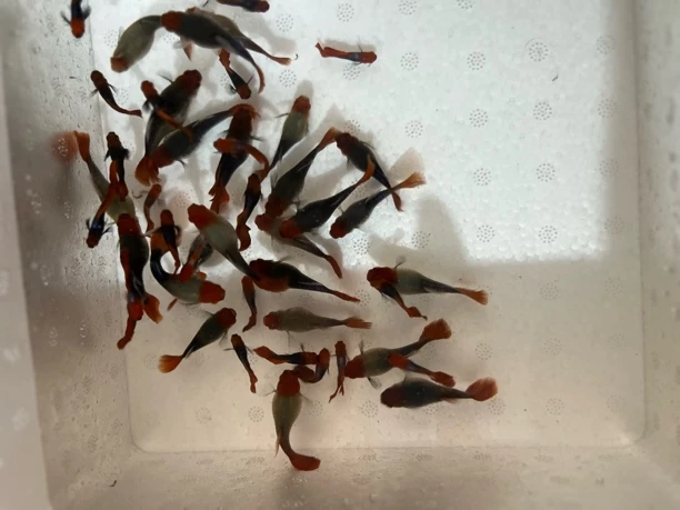 精品球体深海蓝贵族种鱼公母搭对到家生小鱼热带淡水胎生小鱼